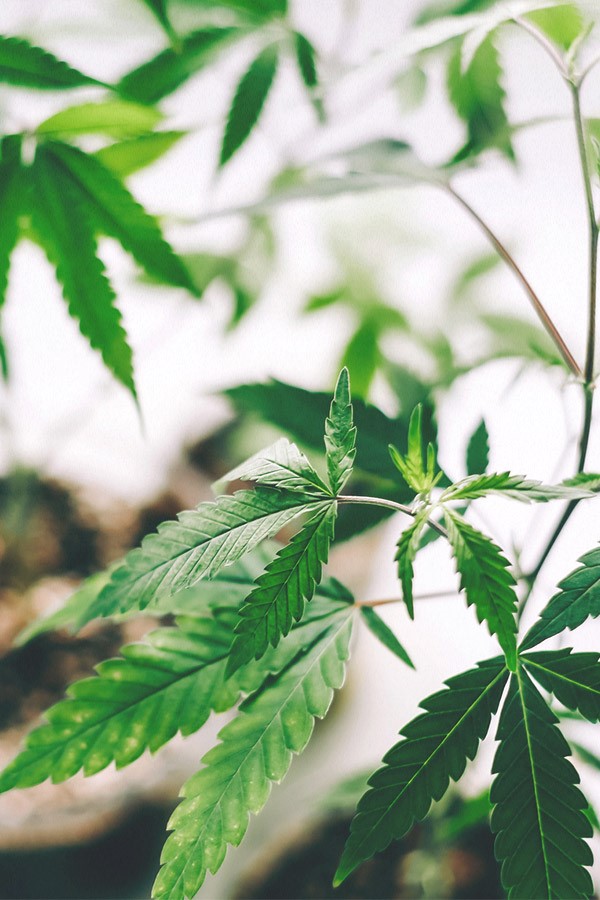 CBD Oil Quality 
      Nutrition Millbrook 
      AL 36054